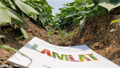 水溶肥，拉姆拉，翠姆