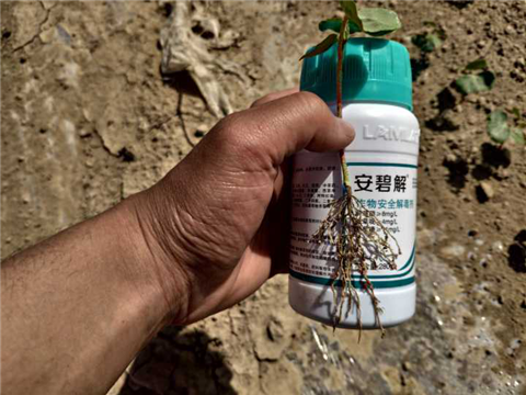 水溶肥，拉姆拉，翠姆