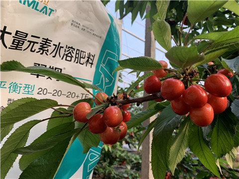 大量元素水溶肥，拉姆拉，翠姆