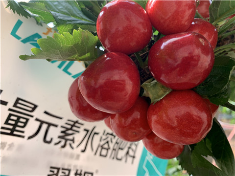 大量元素水溶肥，拉姆拉，翠姆