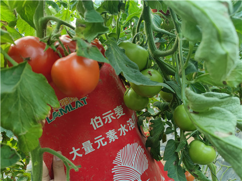 水溶肥，拉姆拉，伯示麥