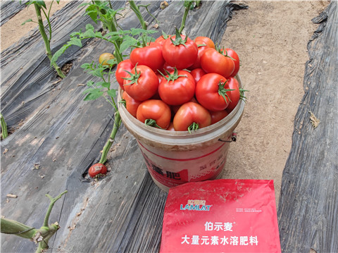 水溶肥，拉姆拉，伯示麥