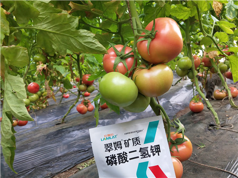 磷酸二氫鉀，拉姆拉，翠姆