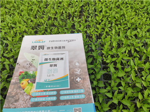 水溶肥，拉姆拉，翠姆