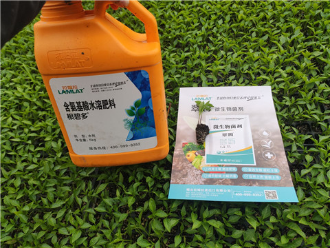 水溶肥，拉姆拉，翠姆