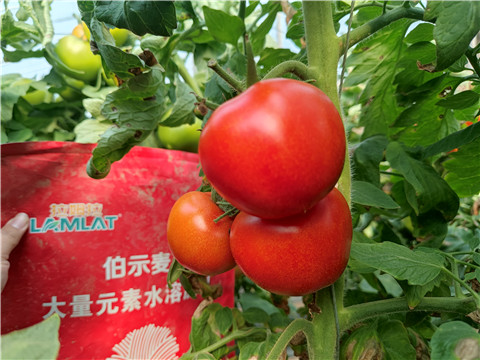 水溶肥，拉姆拉，伯示麥 