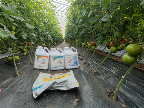 水溶肥，拉姆拉，伯示麥 