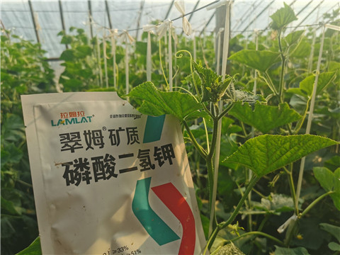 水溶肥，拉姆拉，翠姆