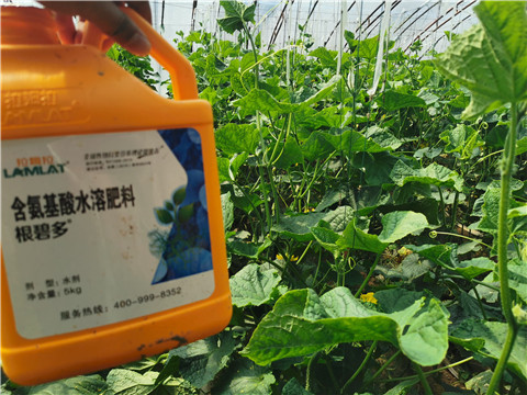 水溶肥，拉姆拉，翠姆