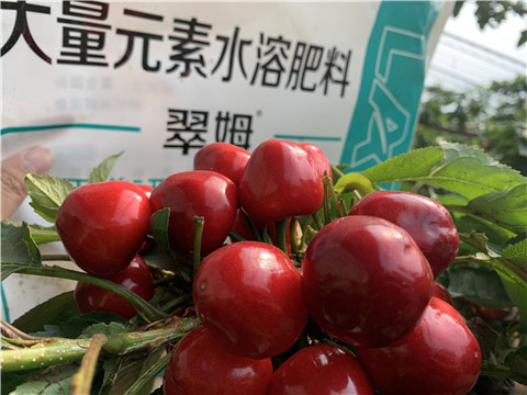 水溶肥，拉姆拉，翠姆