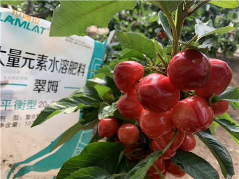 水溶肥，拉姆拉，翠姆