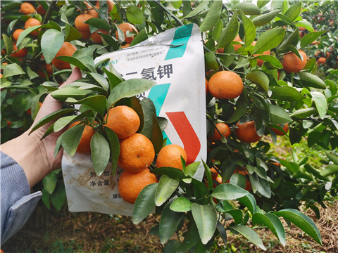 葉面肥，拉姆拉，翠姆