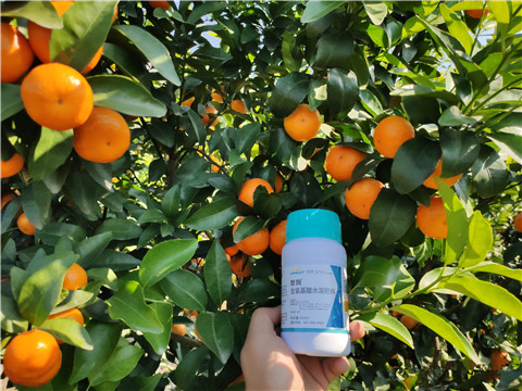 葉面肥，拉姆拉，翠姆