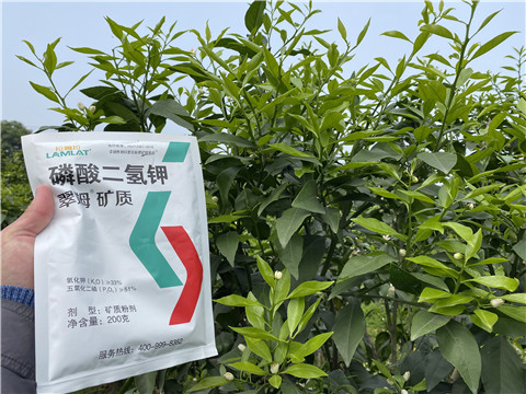 葉面肥，拉姆拉，翠姆