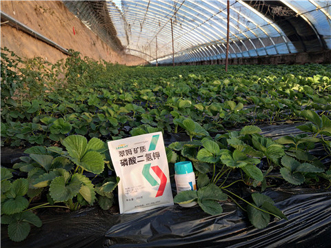 草莓施肥管理，拉姆拉，翠姆