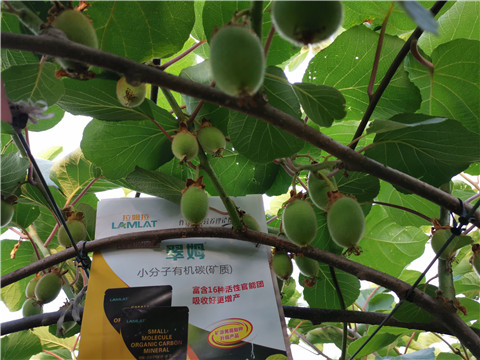 水溶肥，拉姆拉，翠姆