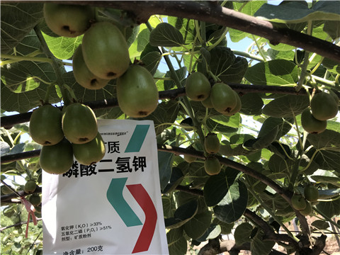 水溶肥，拉姆拉，翠姆