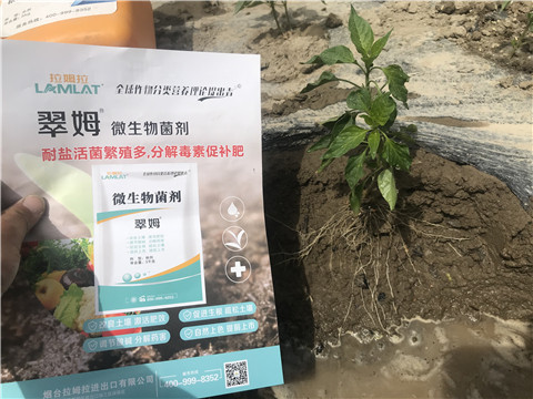 辣椒，拉姆拉，翠姆