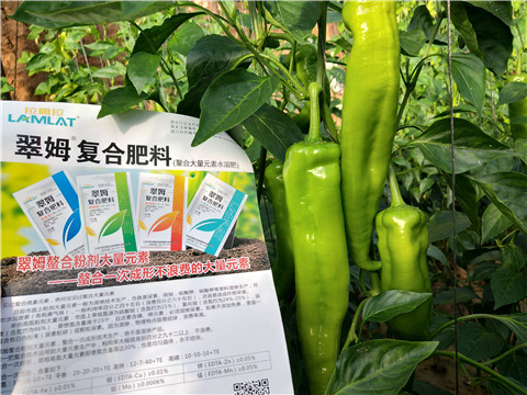 辣椒，拉姆拉，翠姆