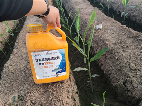 大姜，拉姆拉，翠姆