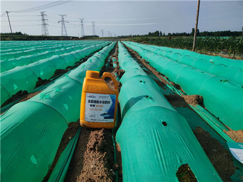 大姜，拉姆拉，翠姆