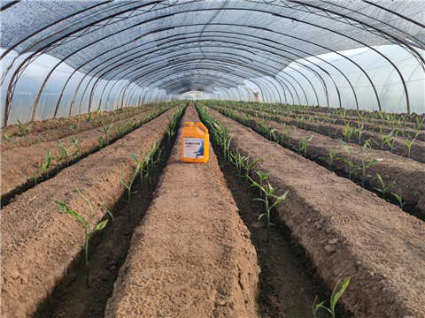 大姜，拉姆拉，翠姆