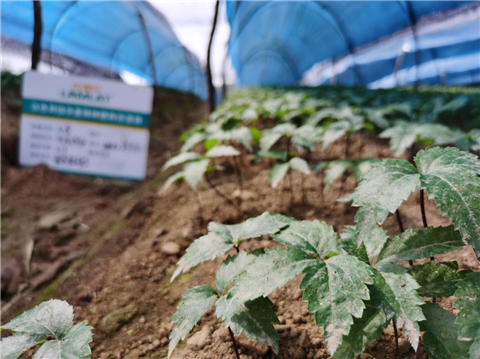 水溶肥，拉姆拉，翠姆