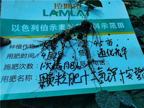 水溶肥，拉姆拉，翠姆