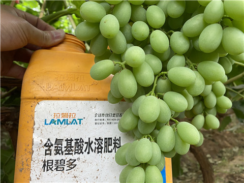 生根劑，翠姆，拉姆拉