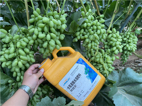 生根劑，翠姆，拉姆拉