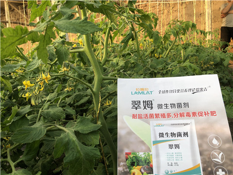 微生物菌劑，翠姆，拉姆拉