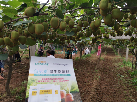 生根劑，翠姆，拉姆拉