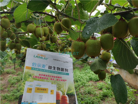 生根劑，翠姆，拉姆拉