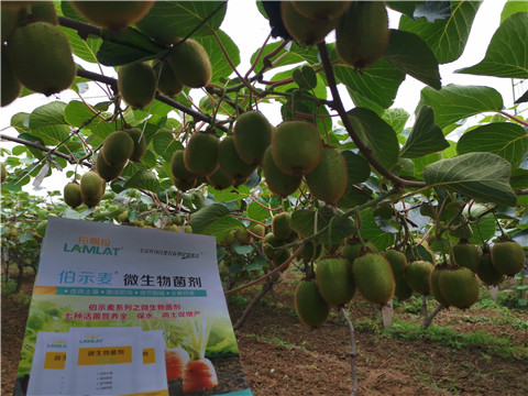 水溶肥，伯示麥，拉姆拉