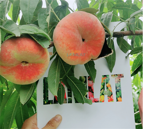 水溶肥，翠姆，拉姆拉