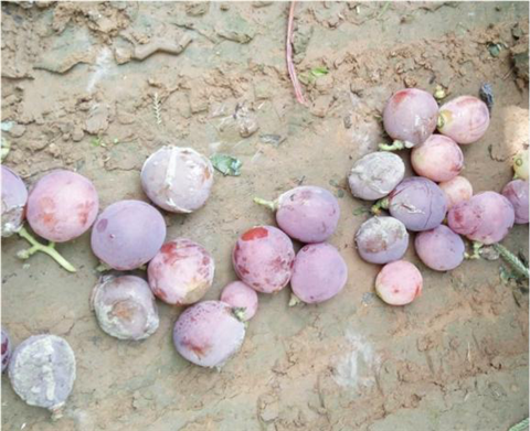 水溶肥，翠姆，拉姆拉