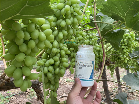 水溶肥，翠姆，拉姆拉