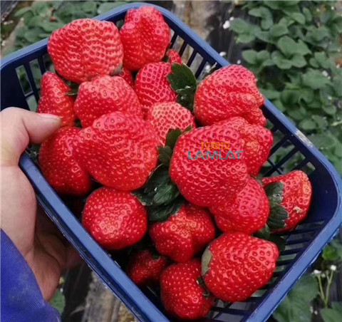 鈣肥，翠姆，拉姆拉