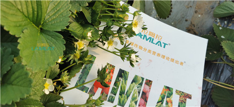 鈣肥，翠姆，拉姆拉