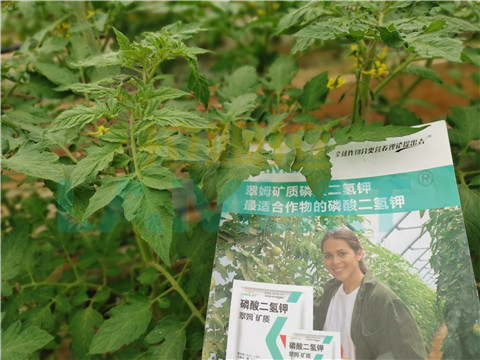 水溶肥，翠姆，拉姆拉