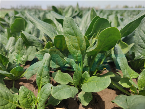 水溶肥，翠姆，拉姆拉