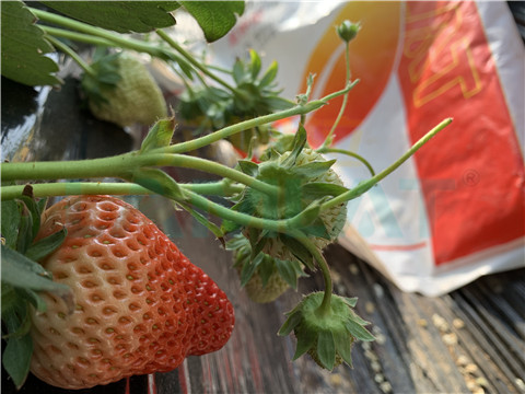 水溶肥，翠姆，拉姆拉