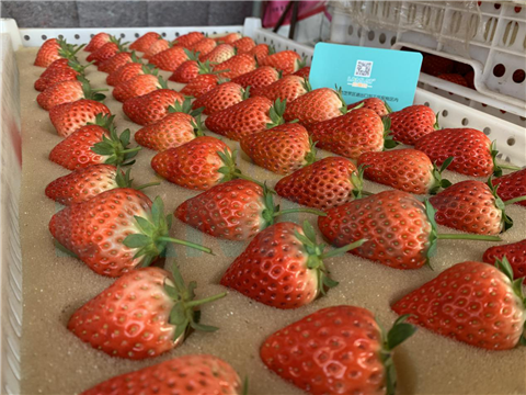 水溶肥，翠姆，拉姆拉