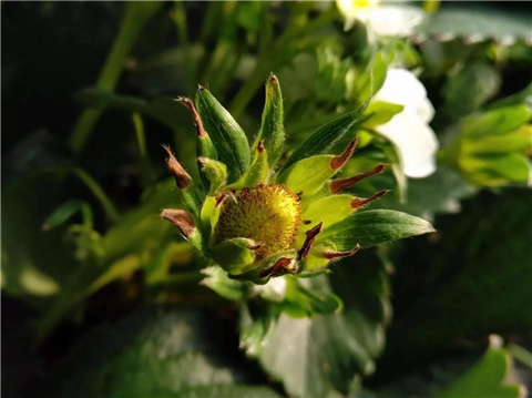 鈣肥，翠姆，拉姆拉