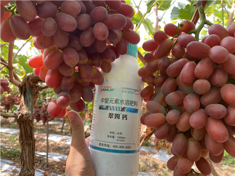 鈣肥，拉姆拉，翠姆