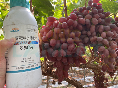 鈣肥，拉姆拉，翠姆