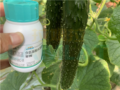 水溶肥，拉姆拉，翠姆