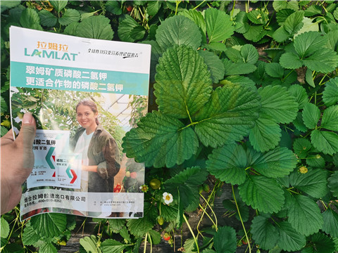 l磷酸二氫鉀，拉姆拉，翠姆