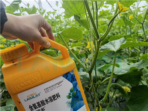 生根劑，拉姆拉，翠姆