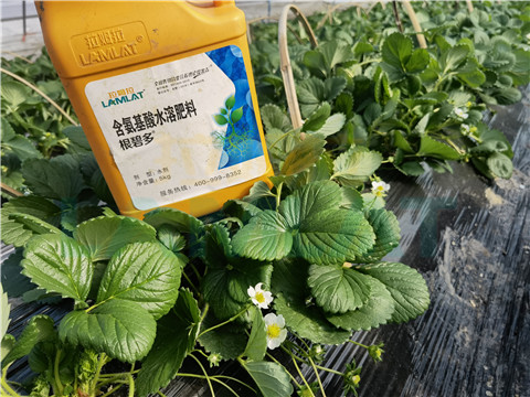水溶肥，拉姆拉，翠姆